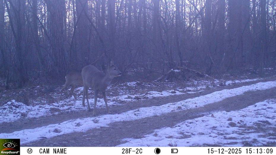 В Воронежском заповеднике любопытный косуленок изучал фотоловушку