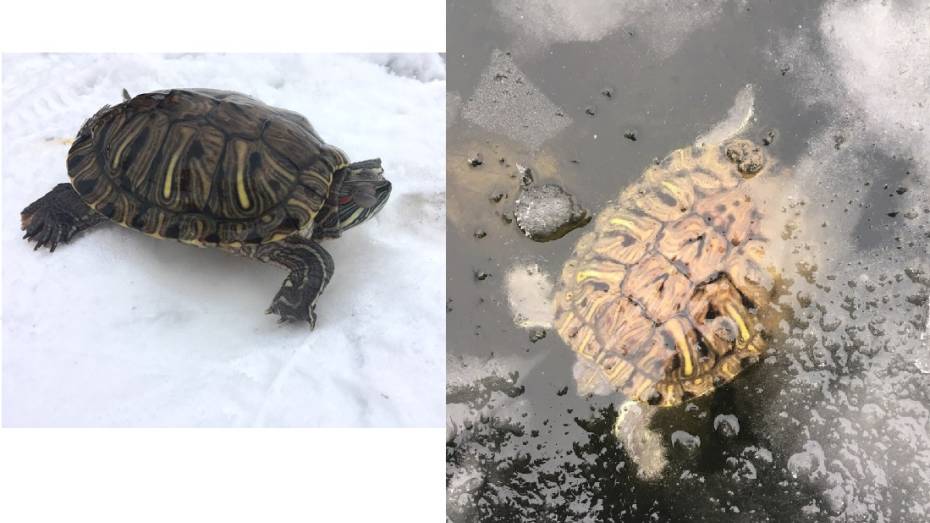 Воронежец освободил экзотическую черепаху из-подо льда водохранилища