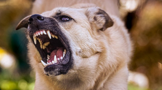 Воронежцев встревожило появление большой стаи бродячих собак в Березовой роще