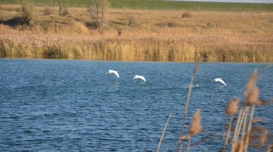 В пригороде Павловска на пруду поселились лебеди