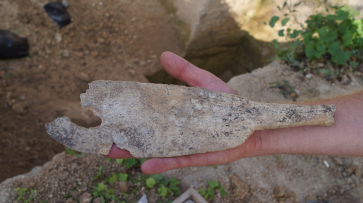 Под Воронежем археологи нашли редкую лопатку из кости мамонта