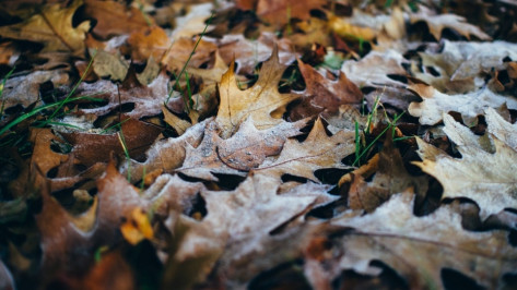 Воронежские спасатели объявили штормовое предупреждение из-за заморозков