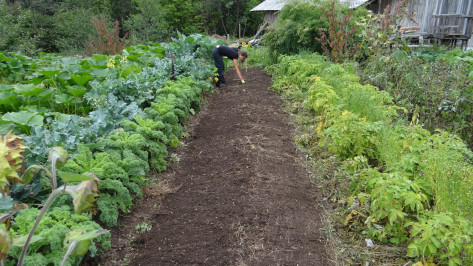 Воронежцам рассказали, как защитить огороды от предштормового ветра и града