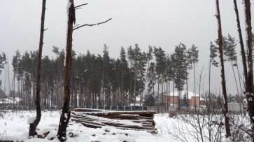 Леса под Воронежем получат статус особо охраняемой территории 