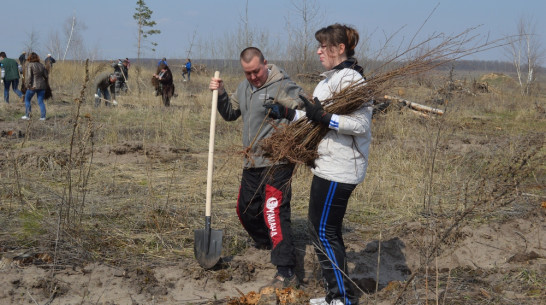 В Новоусманском районе в рамках акции «Лес Победы» высадили 12 тыс берез