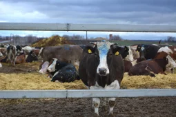 Воробьевские животноводы готовы увеличить поголовье крупного рогатого скота