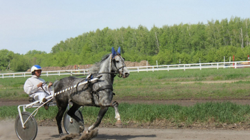 На родину орловского рысака. Почему растет туристическая привлекательность Бобровского района