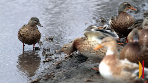 В Воронежской области прекратили выдачу разрешений на охоту на птиц