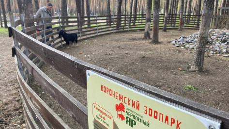 В Воронеже зоопитомник «Червленый Яр» закрыли для посетителей из-за сильного ветра