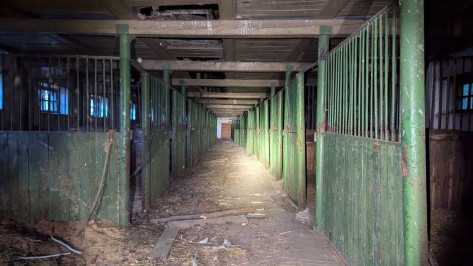 Обследовали конюшню и реку: как в Воронеже искали 11-летнего мальчика