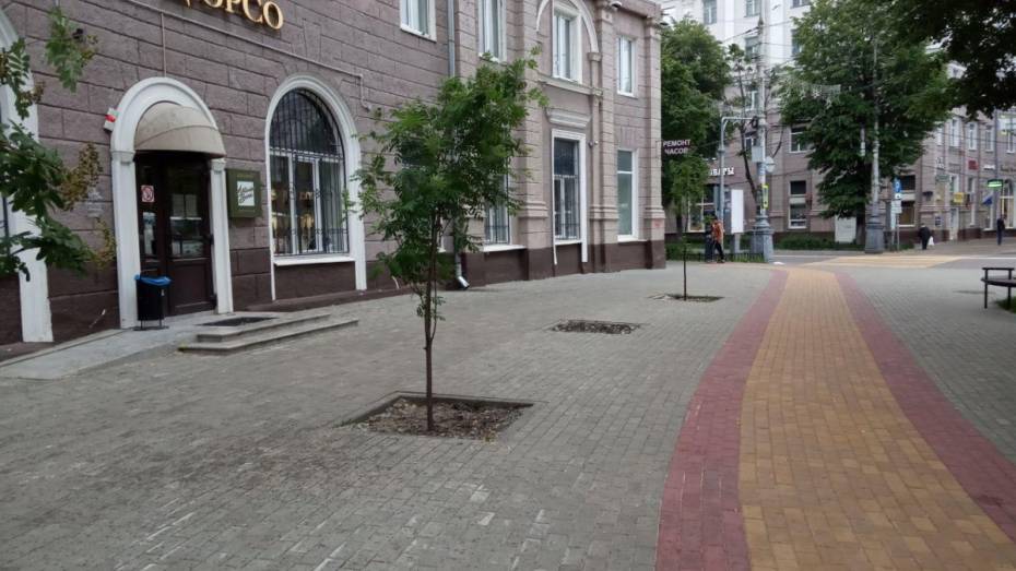 Вместо засохших рябин на улице Мира в Воронеже высадят новые деревья