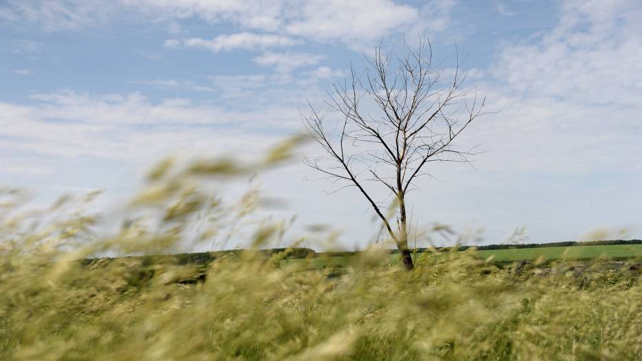 Воронежские НКО смогут выиграть губернаторские гранты на реализацию экологических проектов