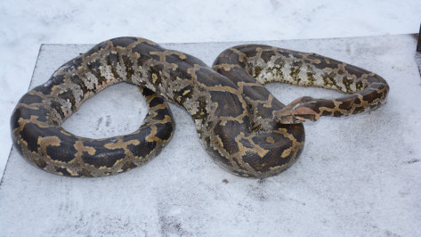 Жители Воронежской области нашли на свалке удава весом 8 кг