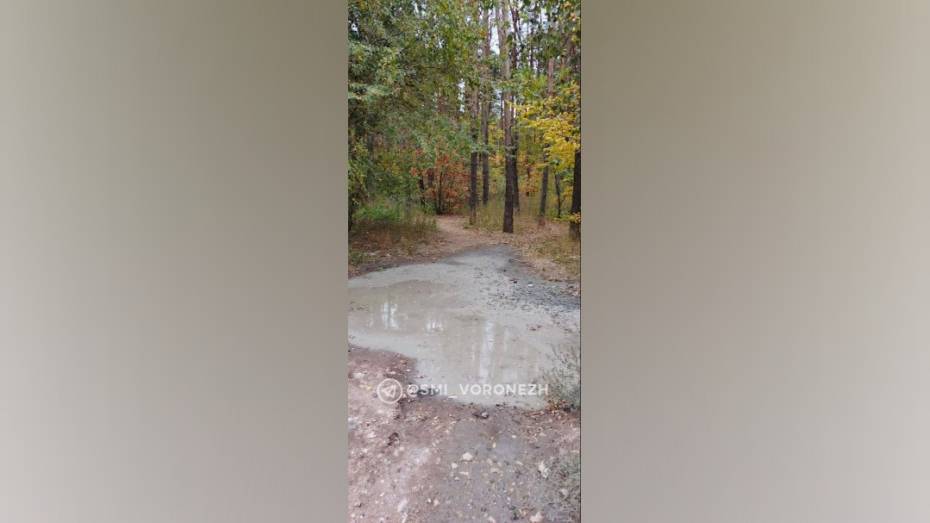 В Воронеже водитель бетономешалки слил отходы в Северный лес: видео