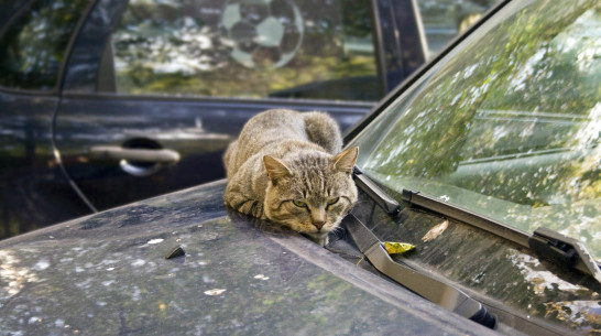 Операция «Спасти кота»: воронежских водителей попросили осматривать машины перед поездкой
