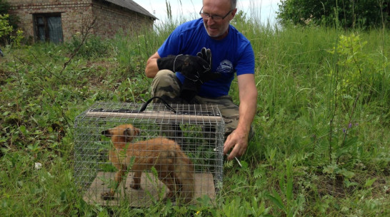 Воронежский зоозащитник спас провалившегося в яму лисенка