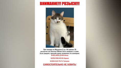 В Воронеже хозяева котокафе просят помочь найти сбежавших во время пожара кошек