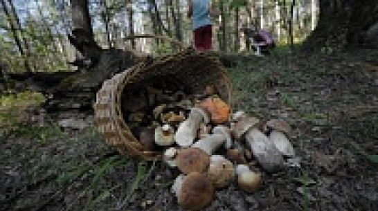 В Петропавловком районе украинская семья отравилась грибами 