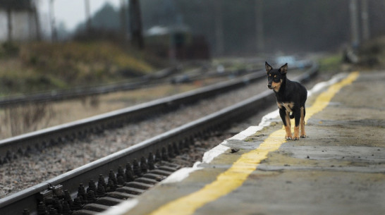 ППК «Черноземье» вернет 39 электричек в Воронежской области
