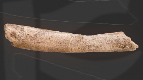 Воронежский музей показал уникальный фрагмент ребра мамонта с процарапанным рисунком