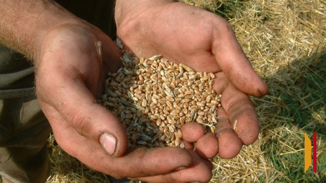 В Воронежской области признали недействительными декларации на 340 тыс тонн зерна