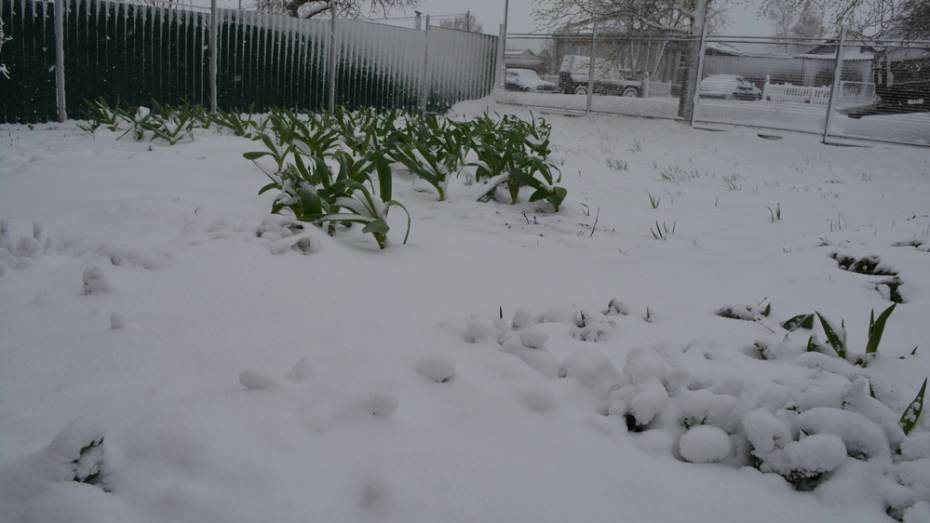 В Нижнедевицком районе выпало рекордное для апреля количество снега
