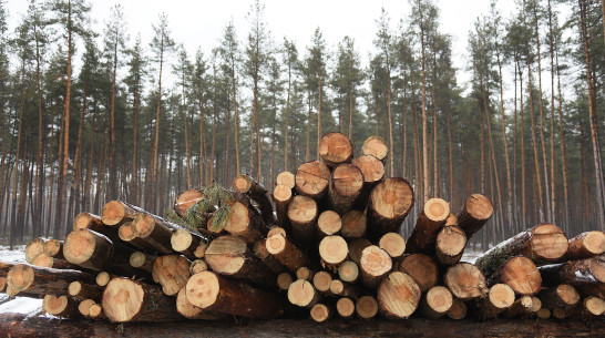 Закрывшего глаза на незаконную рубку леса воронежского чиновника обвинили в коррупции