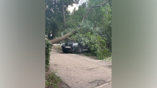 Воронежцы сообщили о 18 упавших деревьях и ветках за последние сутки