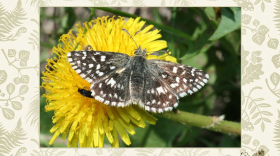 Воронежский энтомолог создал путеводители по бабочкам и стрекозам