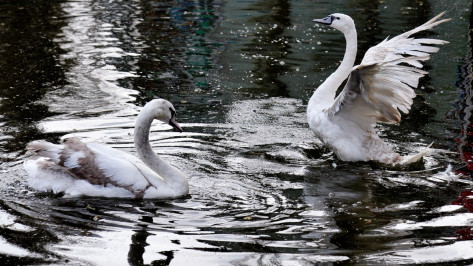 В Воронеже в озеро на Минской выпустили пару молодых лебедей