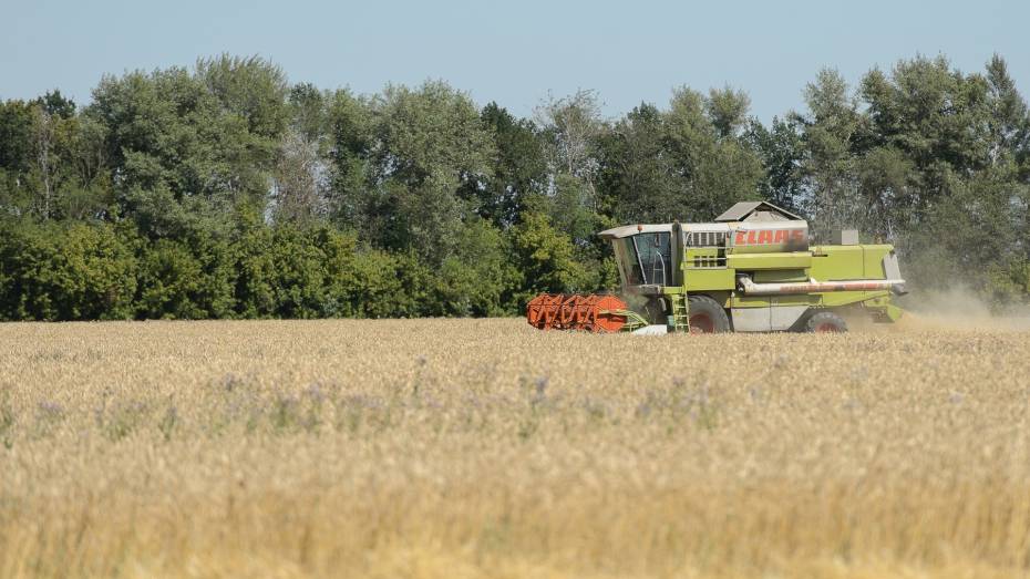 В Воронежской области собрали 4 млн тонн зерна