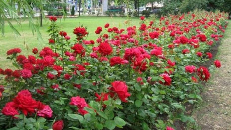 Во дворец принцессы Ольденбургской привезли первую партию французских роз