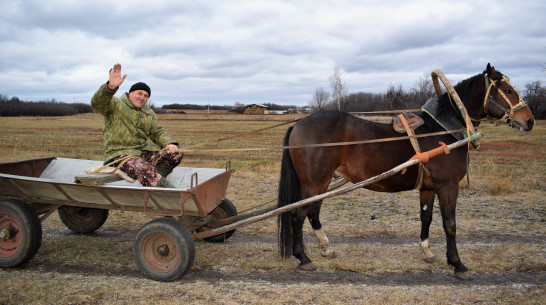 Графиня, Шелест, Прометей. Житель воронежского села рассказал о любви к лошадям и конному спорту