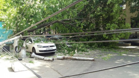 Падение дерева на машины в центре Воронежа попало на видео