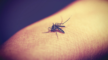 Двое жителей Воронежской области заразились тропической малярией