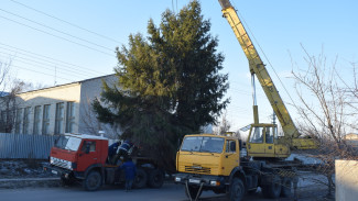Жительница Подгоренского района подарила землякам 15-метровую новогоднюю елку