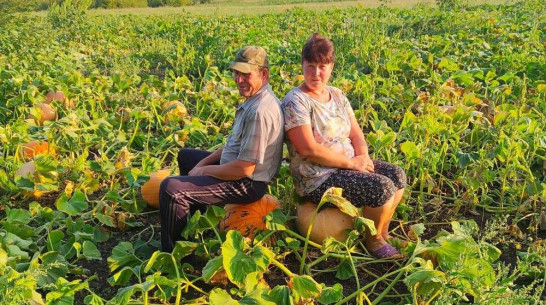 Тыквы-гиганты вырастили супруги из терновского села Александровка