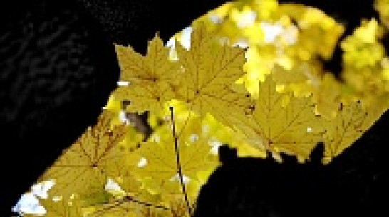 В Воронеже похолодает в пятницу