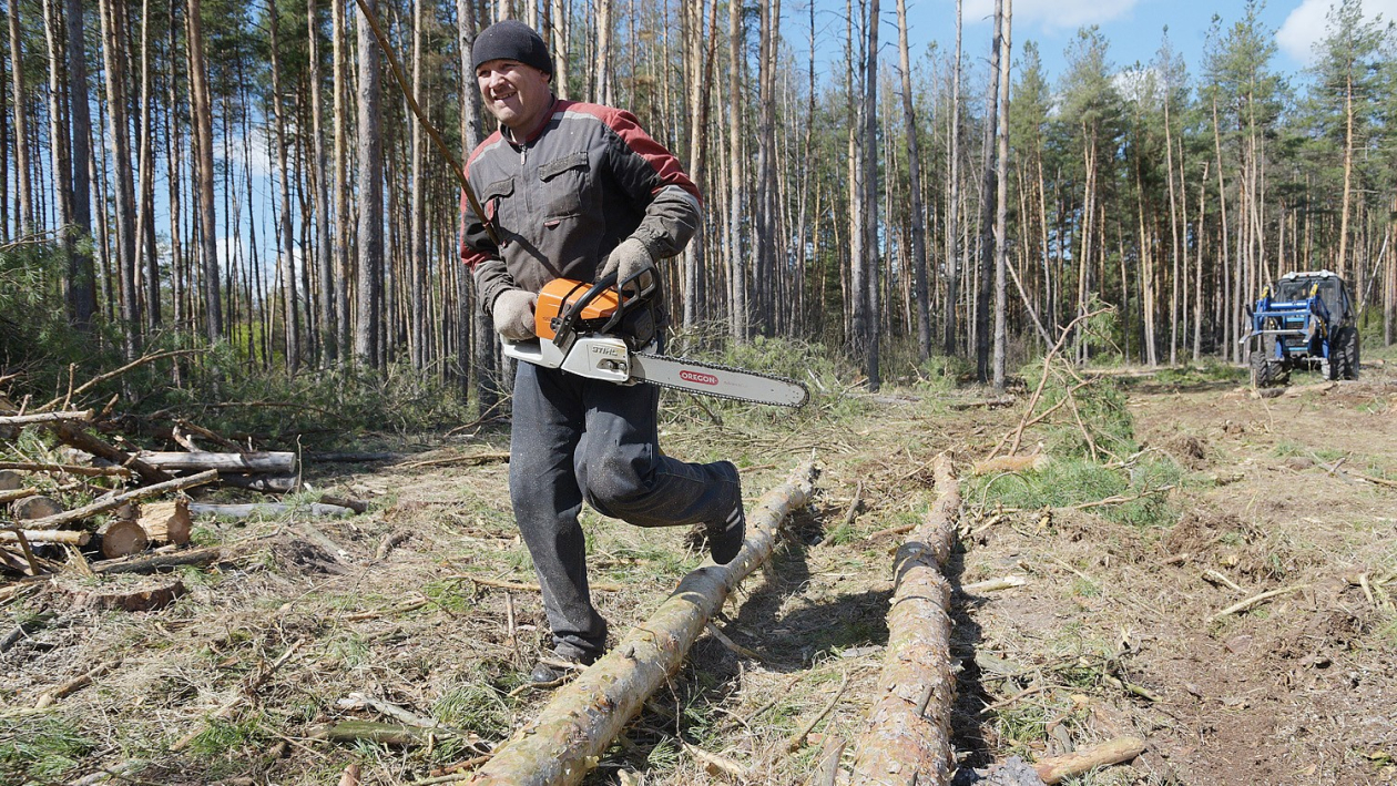 «Все тут по закону». Сосновый лес в центре Воронежской области – под угрозой исчезновения?
