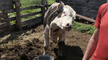 Житель Воронежской области спрятал заболевшую сибирской язвой корову от ветеринаров