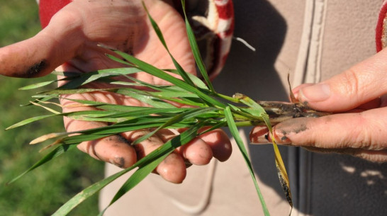 Воронежским аграриям удалось спасти озимые