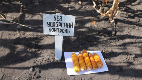 В Хохольском районе прошел областной сельскохозяйственный семинар по выращиванию кукурузы