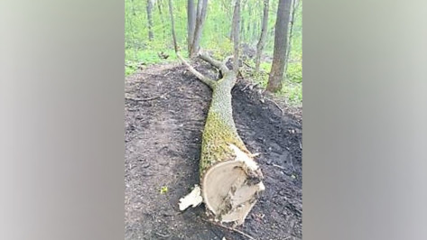 Под Воронежем черные лесорубы уничтожили 81 дерево