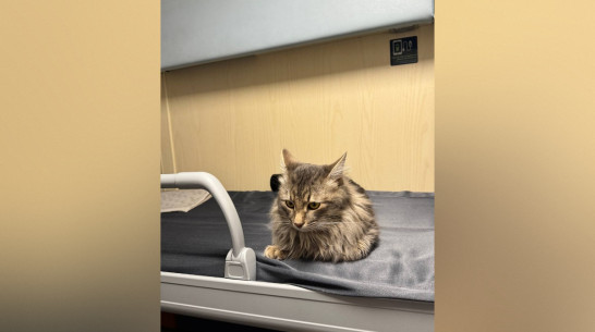 В Воронежской области ищут кота Босю, убежавшего на станции в Россоши