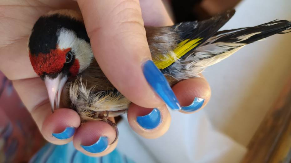 Волонтеры попросили воронежцев не покупать птиц в православные праздники