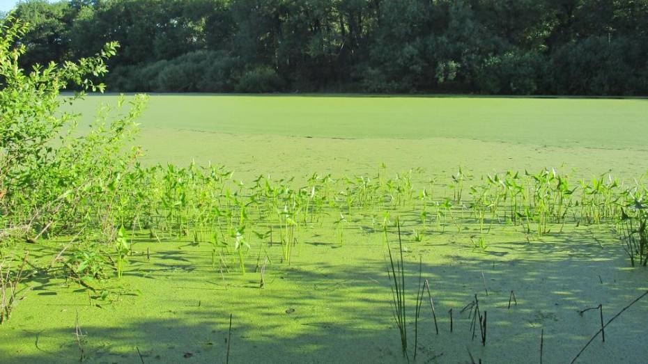 В Новохоперском районе 2 озера покрылись сине-зелеными водорослями