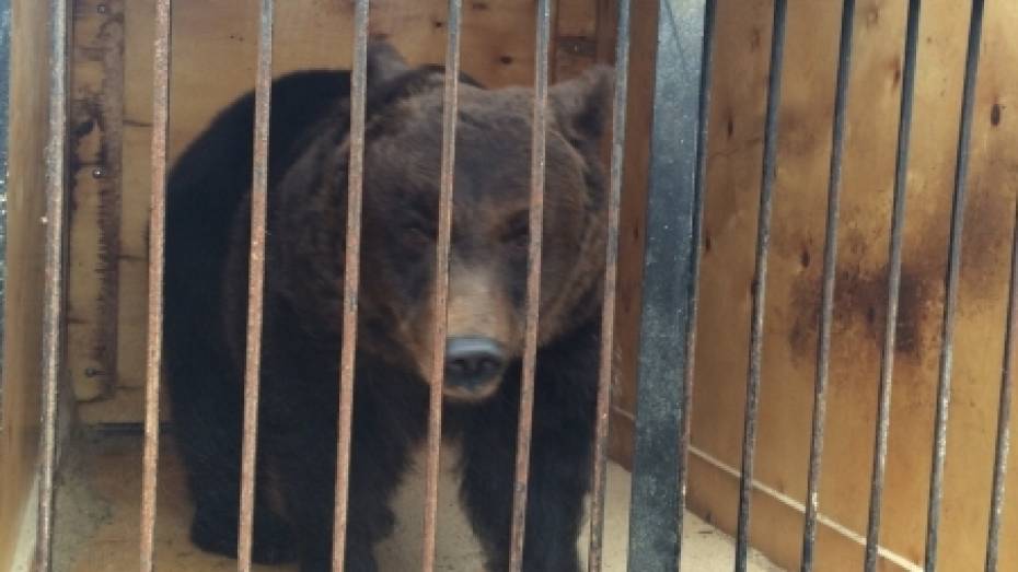 Фура с цирковыми медведями попала в ДТП на пути в Воронеж