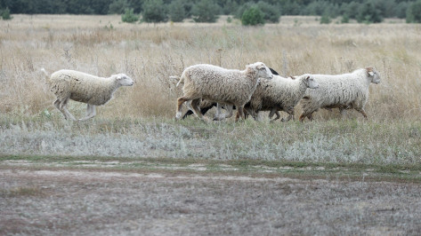 До 10 лет колонии грозит 5 жителям Воронежской области по делу о похищении овец и лани