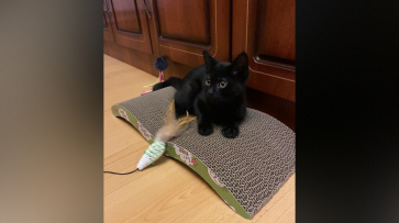 Стали известны подробности спасения котенка, который застрял в вентиляции на Московском проспекте в Воронеже