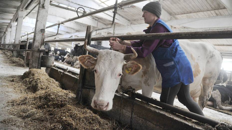 Шесть районов Воронежской области вошли в число передовиков по производству молока